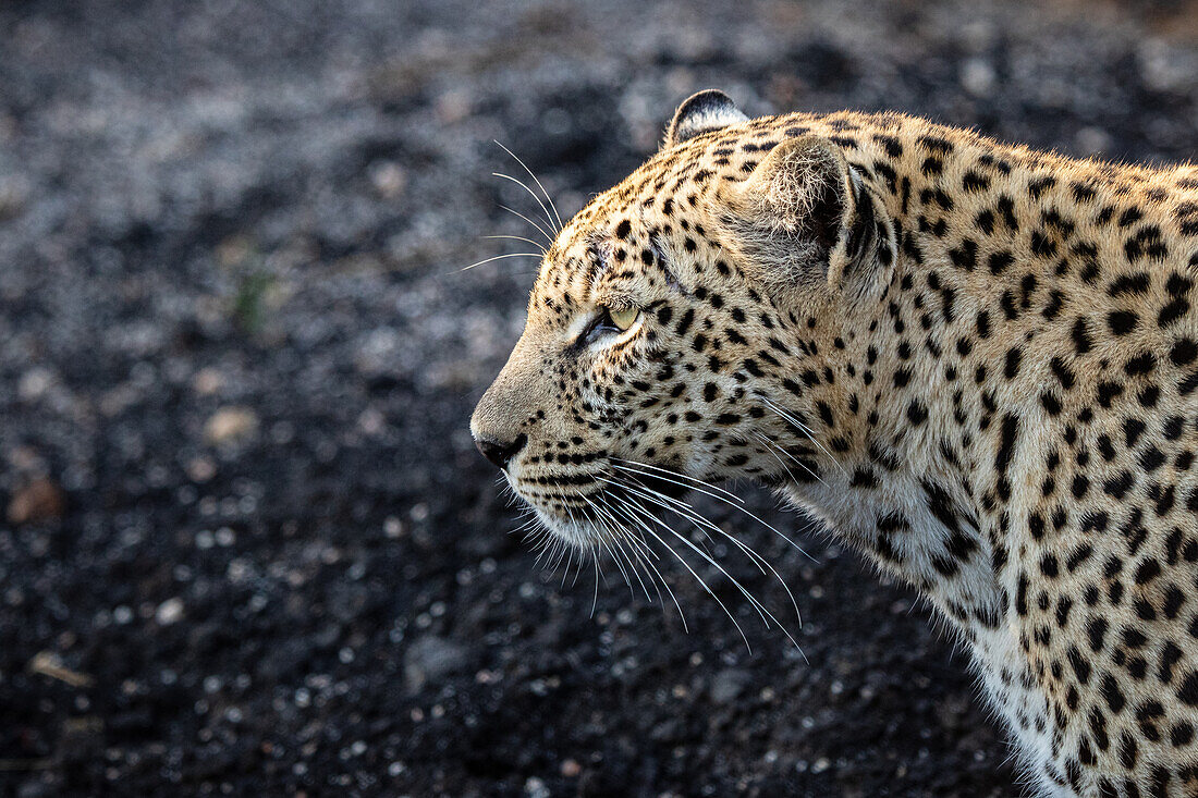Das Seitenprofil eines Leoparden, Panthera Pardus vor einem dunklen Hintergrund