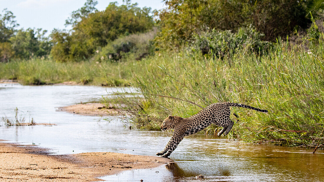 Ein Leopard, Panthera Pardus, springt über einen Fluss