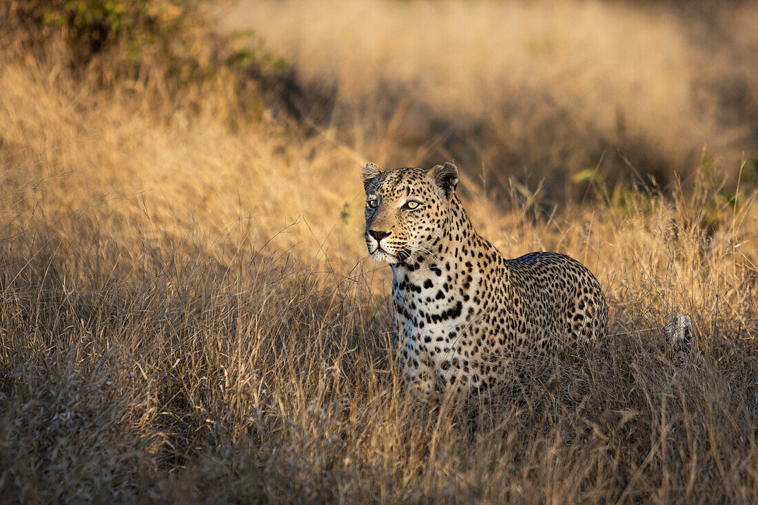 A leopard, Panthera pardus, stands in tall dry grass, gazing out of frame