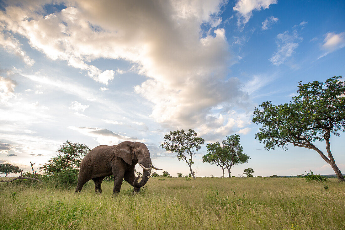 Ein Elefant, Loxodonta Africana, geht durch eine Lichtung, Wolken im Hintergrund