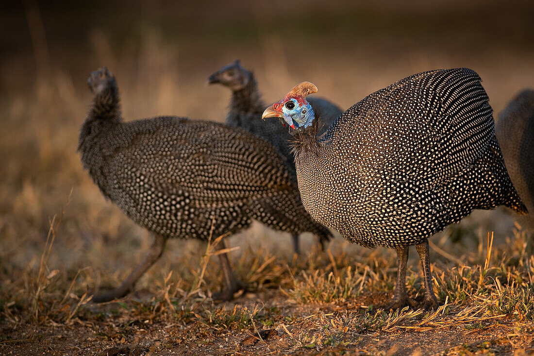 A flock of guineafowl, Numida meleagris, stand together