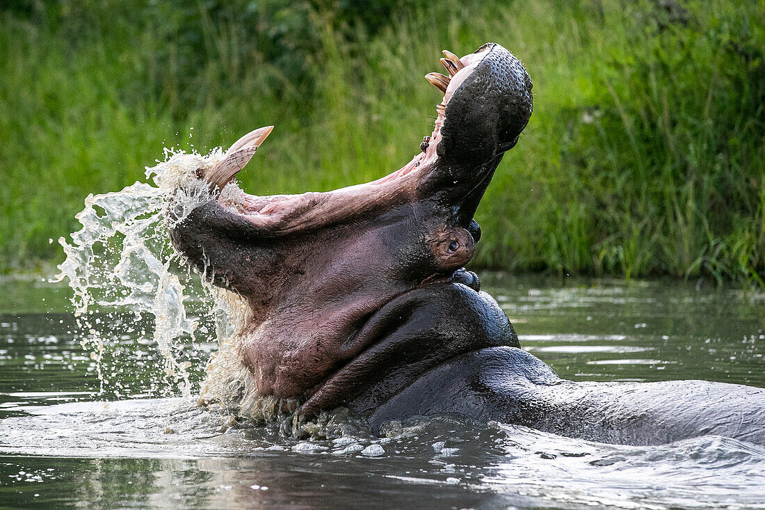 Ein Nilpferd, Hippopotamus amphibius, offener Mund, Gähnen, Zähne zeigen