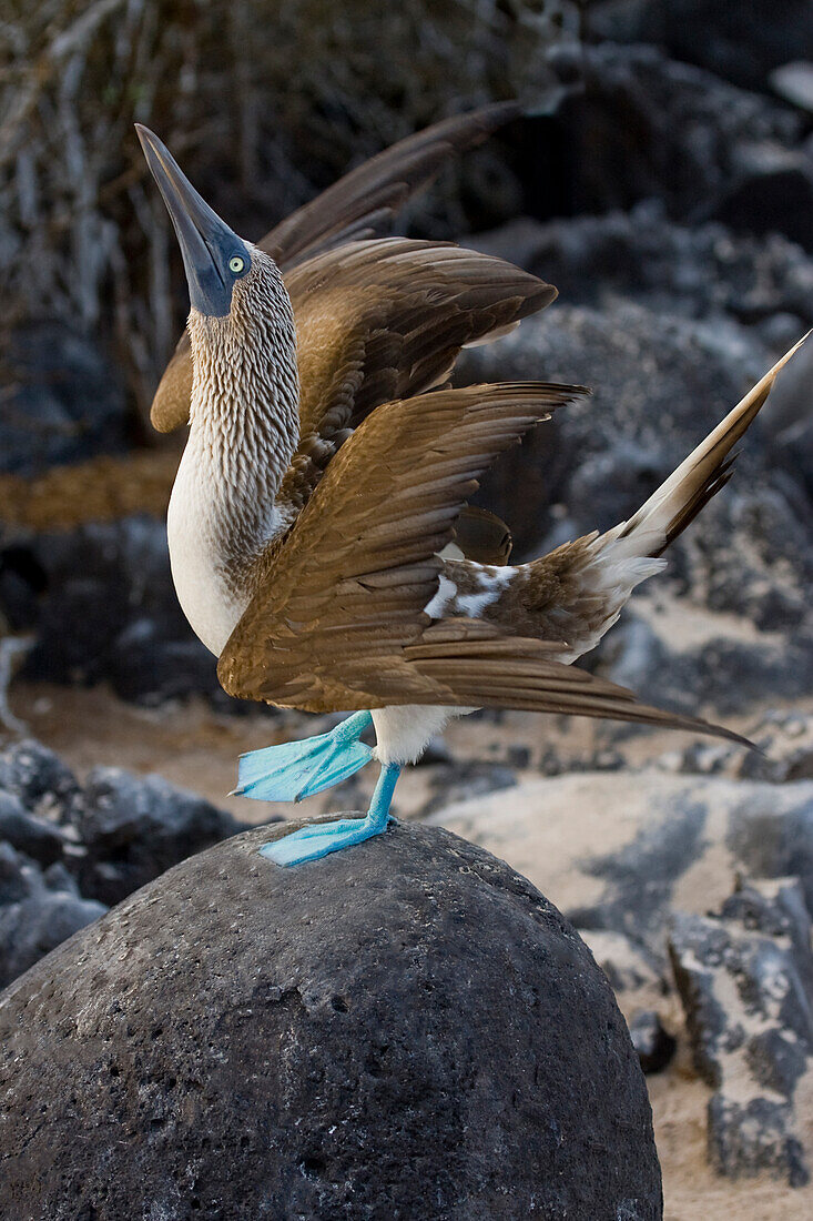 Blue-footed Booby bird on rock.