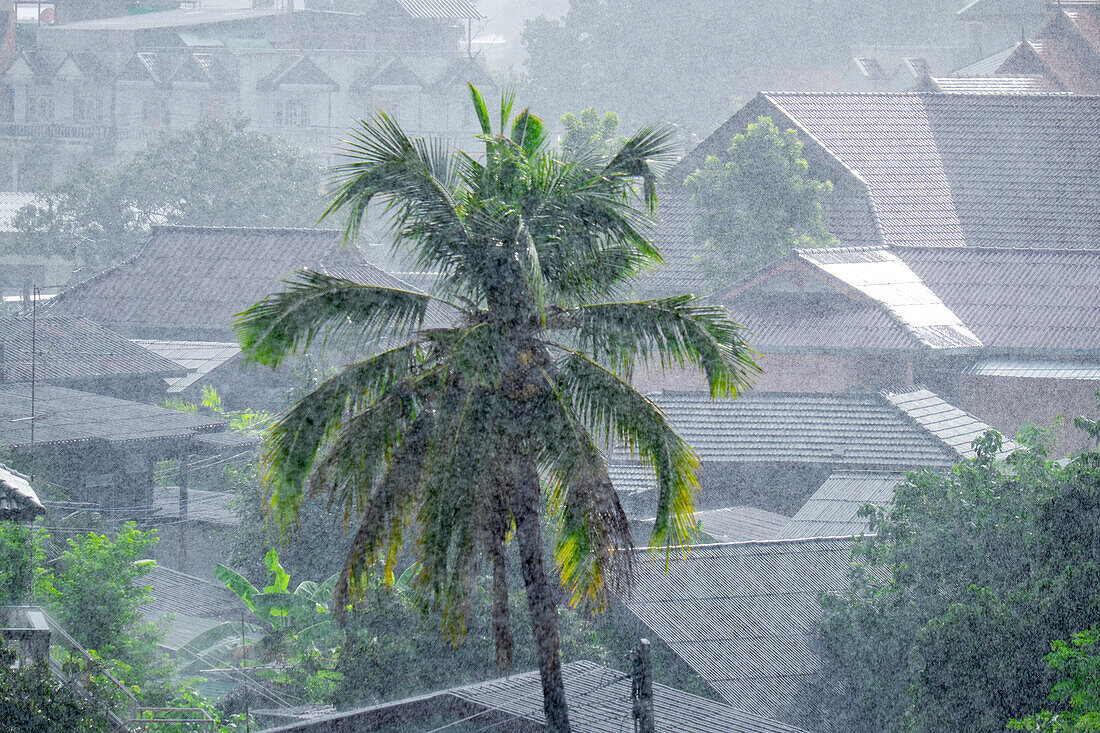 Palm trees shaking during a monsoon, Thailand