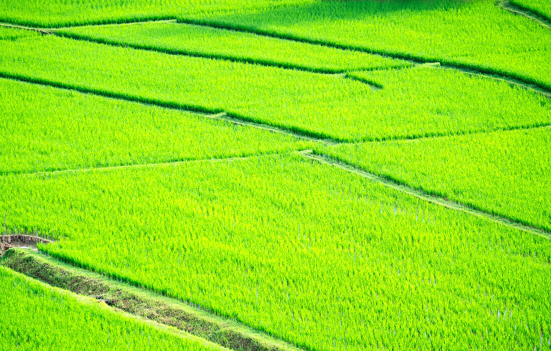 Reisfelder mit hellgrünen Feldfrüchten, dazwischen Pfade, Thailand