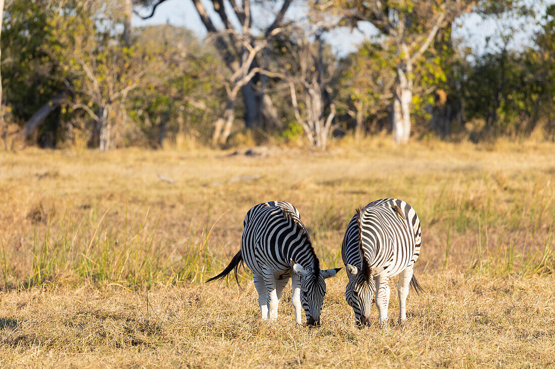 Zebra, Equus Quagga, zwei Tiere, die auf Gras weiden.