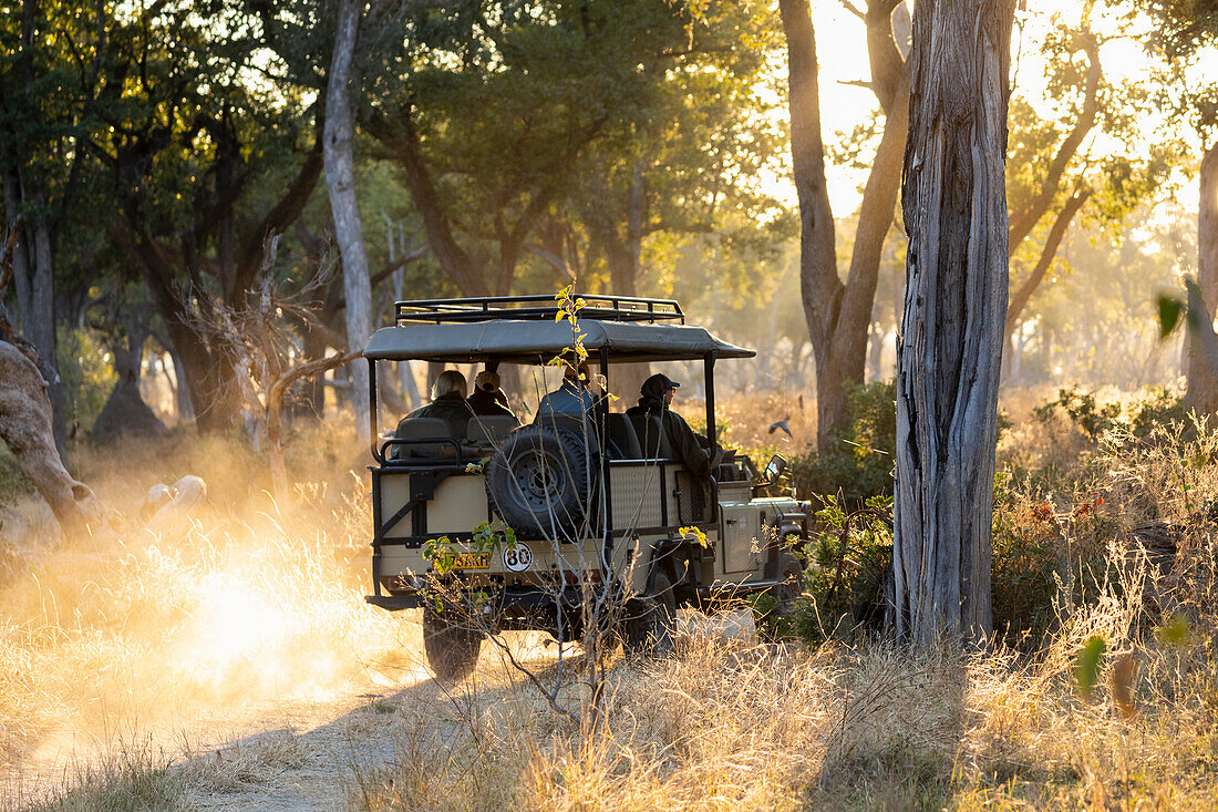 Safarifahrzeug auf einer Pirschfahrt bei Sonnenaufgang, Okavango-Delta, Botswana, Afrika