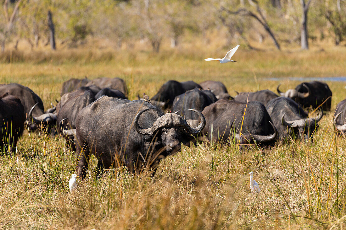 A herd of water buffalo, Bubalus bubalis in long grass on marshland, Okavango Delta, Botswana, Africa