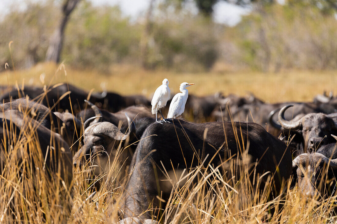 A herd of water buffalo, Bubalus bubalis in long grass on marshland, Okavango Delta, Botswana, Africa