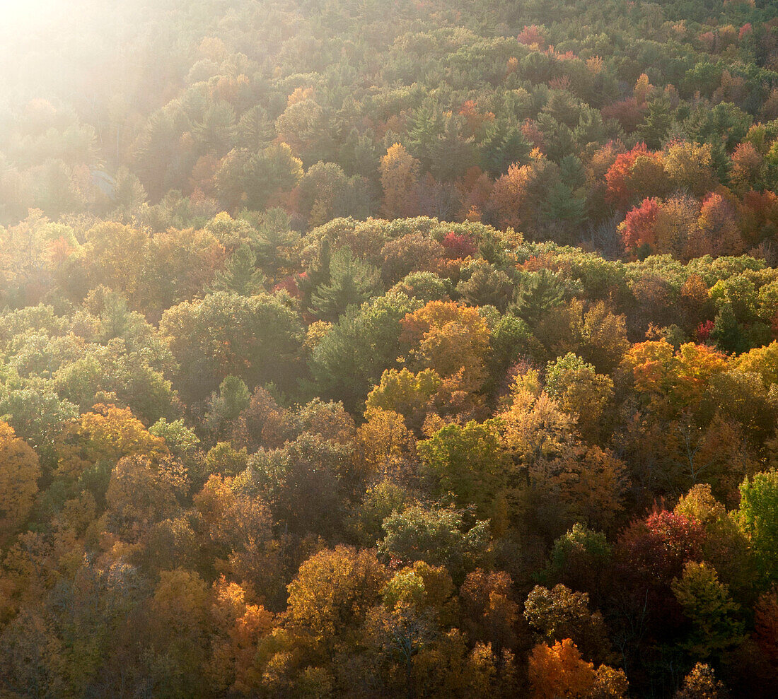 Road running through autumn forest seen from above.