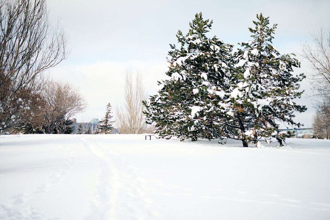 Tiefschnee, Winterlandschaft, Weite und hohe Bäume,