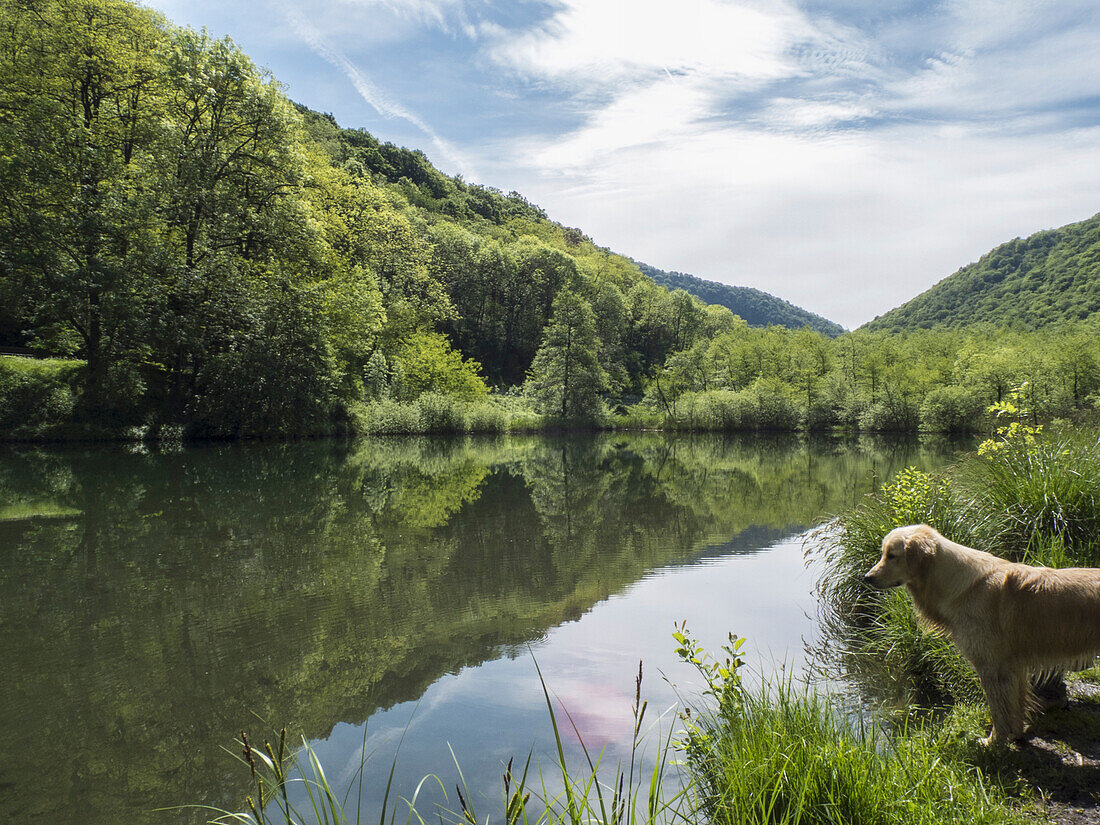 Blick über flaches, ruhiges Seewasser, Berge und Wälder, ein Hund am Ufer