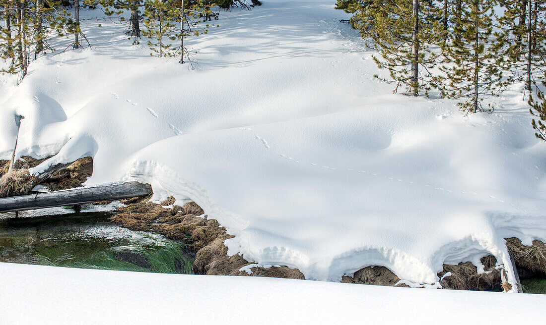 Snow in the Yellowstone national park, on the banks of the Obsidian Creek, animal tracks.