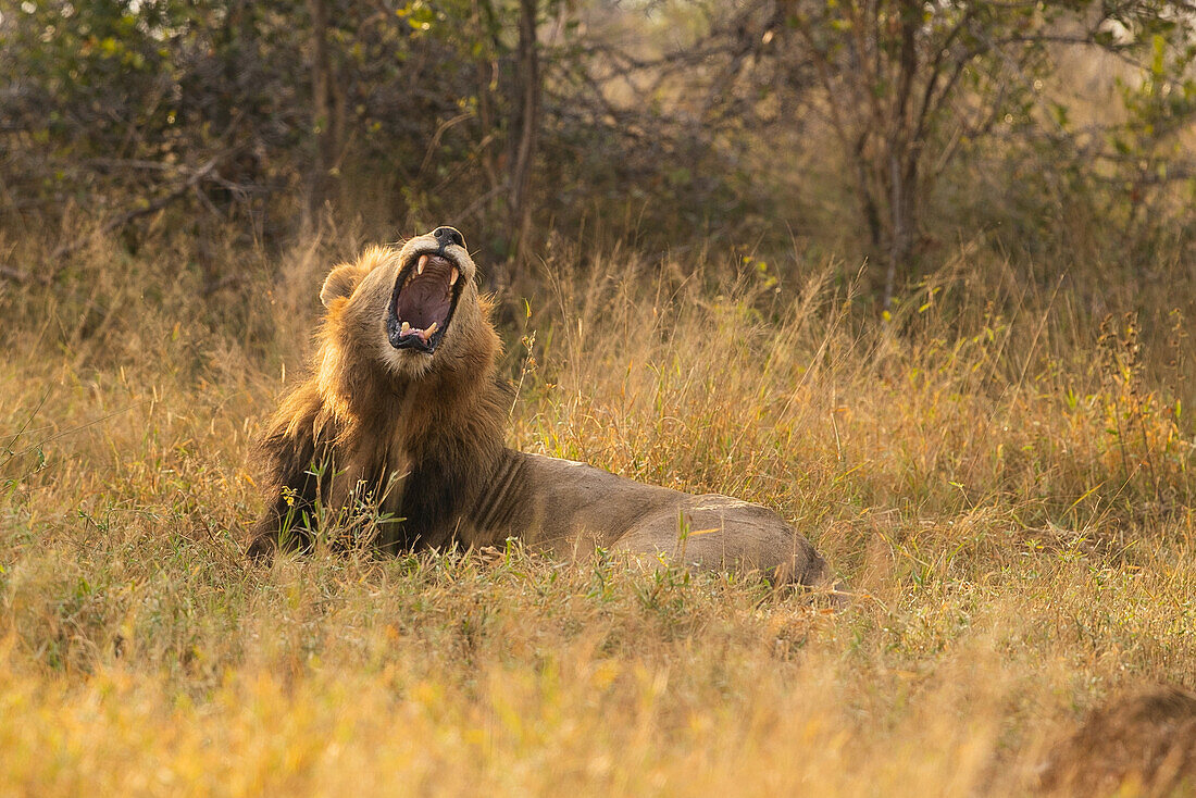 A male lion, Panthera leo, lies down and yawns