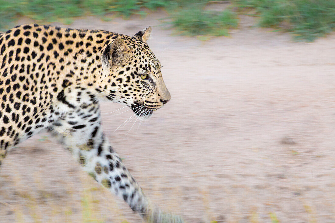 Ein Leopard, Panthera Pardus, geht auf einem Feldweg
