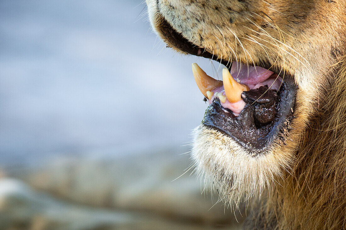 Ein männlicher Löwe, Panthera Leo, Zähne und Mund