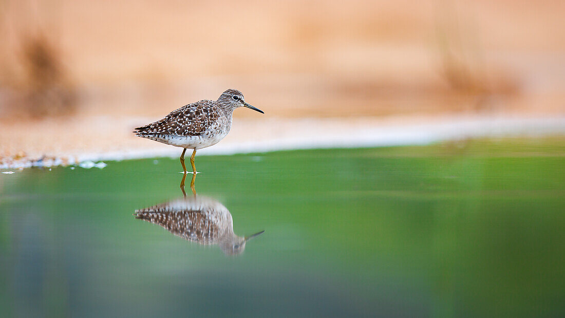 A wood sandpiper, Tringa glareola, stands in shallow water