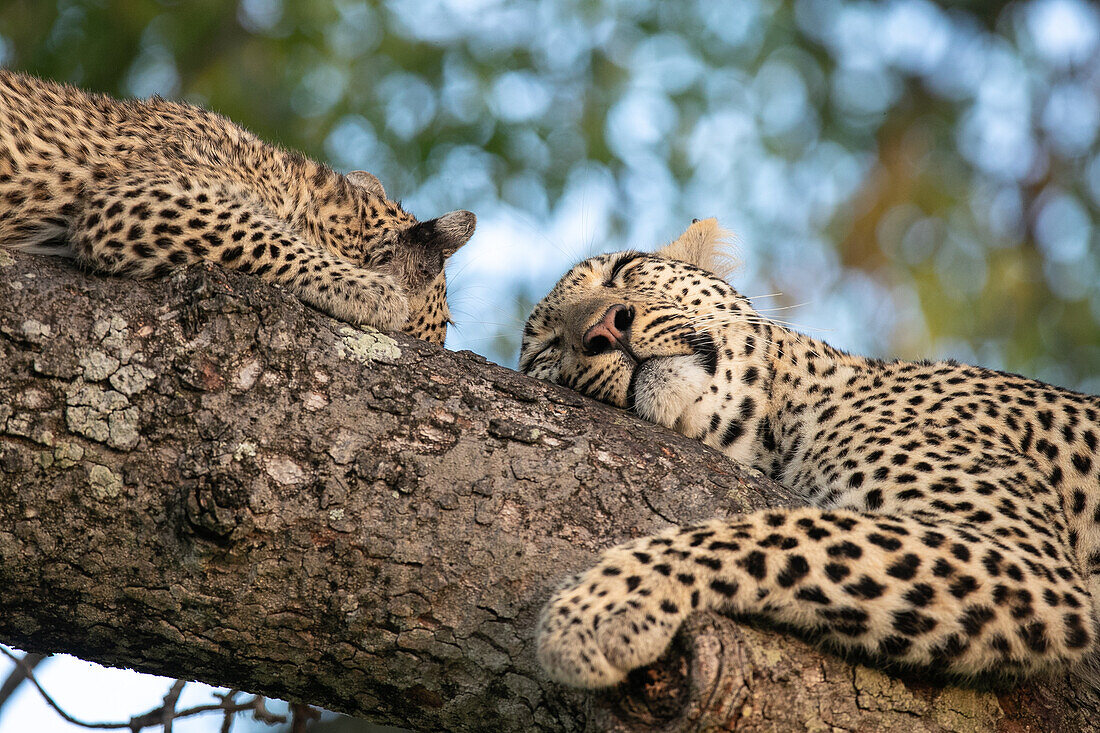 Zwei Leoparden, Panthera Pardus, schlafen auf einem Ast eines Baumes