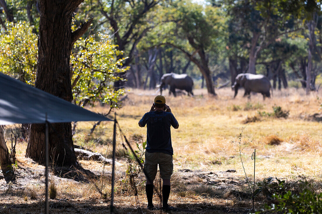 Mann, der zwei ausgewachsene Elefanten, Loxodonta africana, beobachtet, die durch Bäume in der Nähe eines Safaricamps gehen, Okavango-Delta, Botswana, Afrika