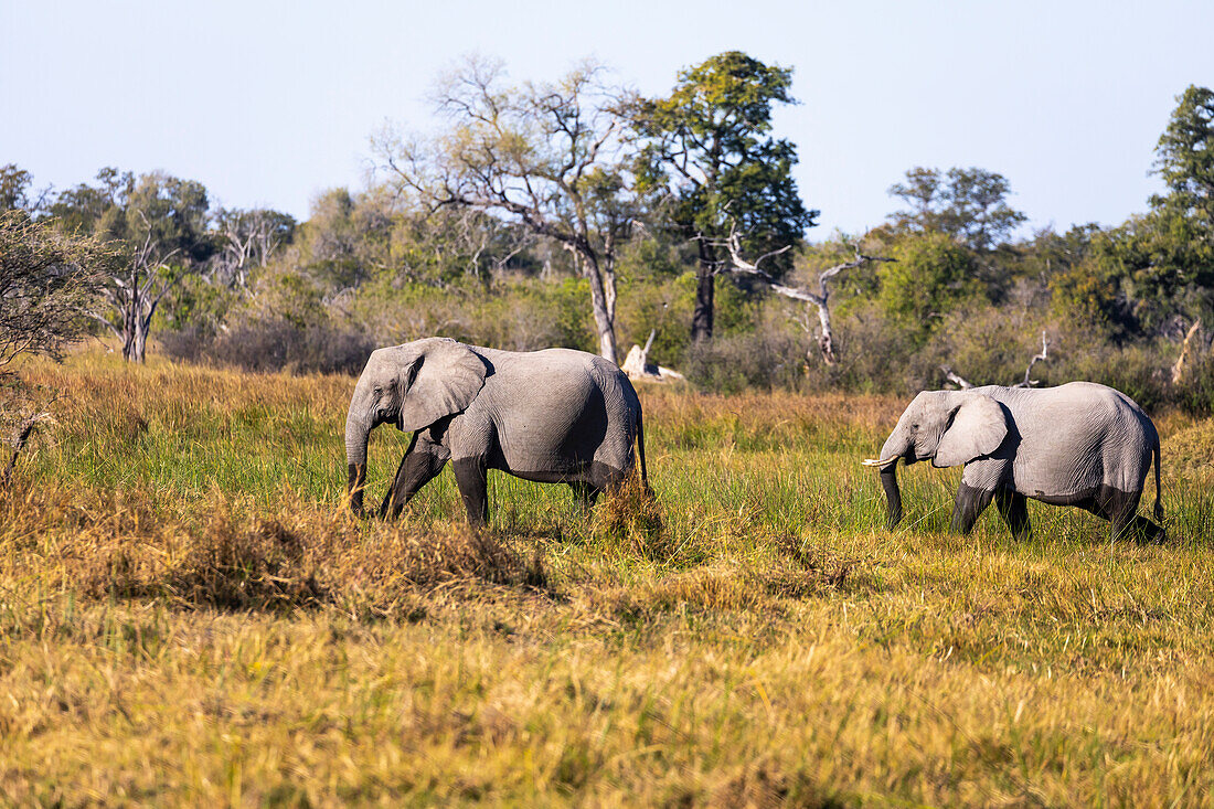 Two mature elephants, loxodonta africanus, wading through marshland, Okavango Delta, Botswana, Afrika