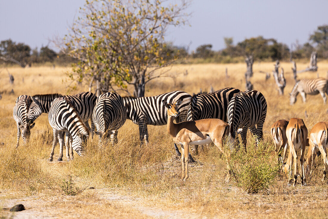 Zebra, Okavango Delta, Botswana