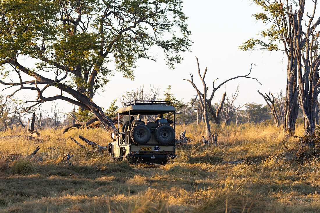 Ein Safarifahrzeug auf einer Pirschfahrt bei Sonnenaufgang, Okavango-Delta, Botswana