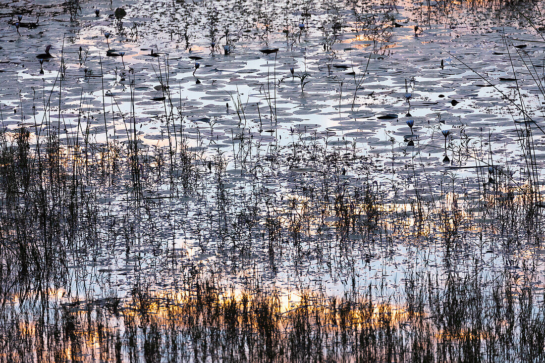 Reflections on the water surface, sunlight and reeds, Okavango Delta, Botswana