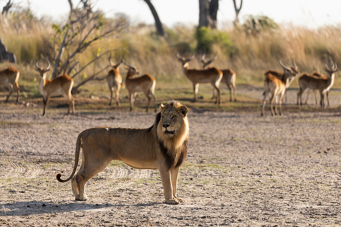 Ein männlicher Löwe, der am frühen Morgen in einiger Entfernung von einer Herde Impalas steht, Okavango-Delta, Botswana