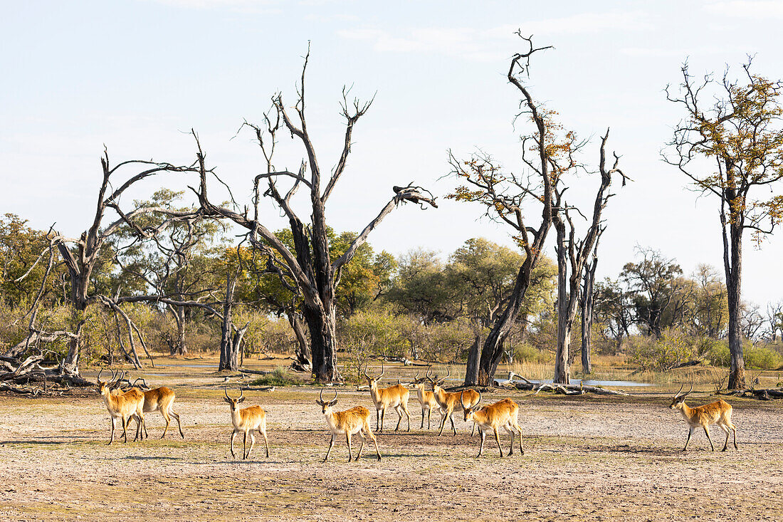 Eine kleine Herde von Impalas am frühen Morgen, Okavango-Delta, Botswana