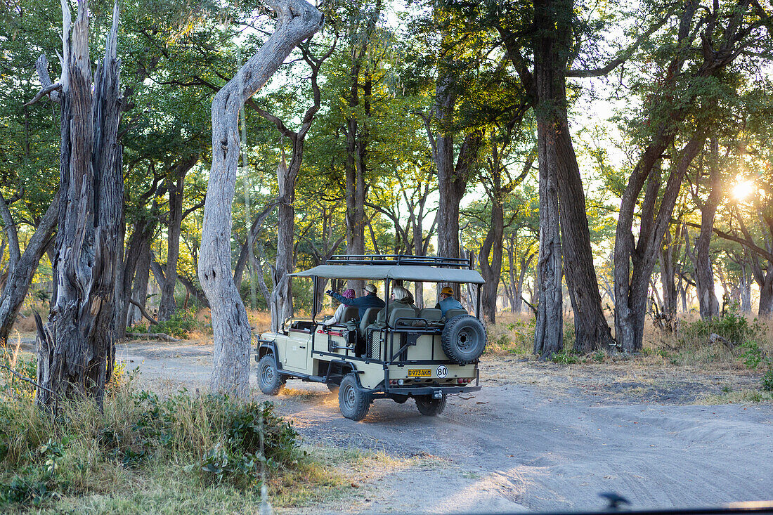 A safari jeep travelling along a pathway through the bush at sunrise, Okavango Delta, Botswana
