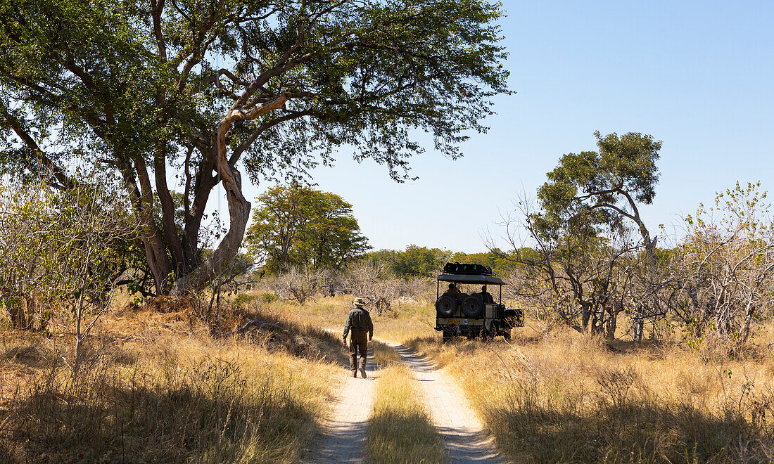Ein Safari-Führer verfolgt ein Fahrzeug in einem Naturschutzgebiet, Okavango-Delta, Botswana