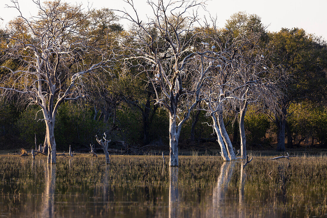 Landscape, wetlands, trees reflected in calm water in the Okavango Delta
