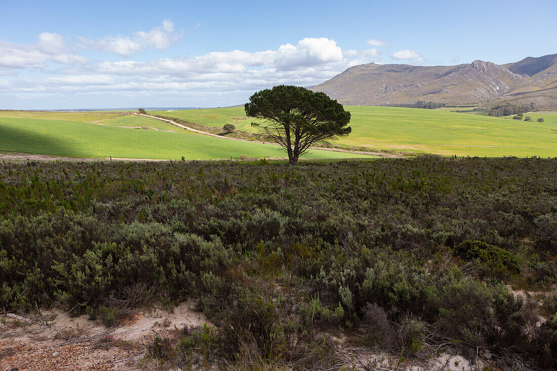 Landscape, Stanford Valley Guest Farm, Stanford, Western Cape, South Africa.