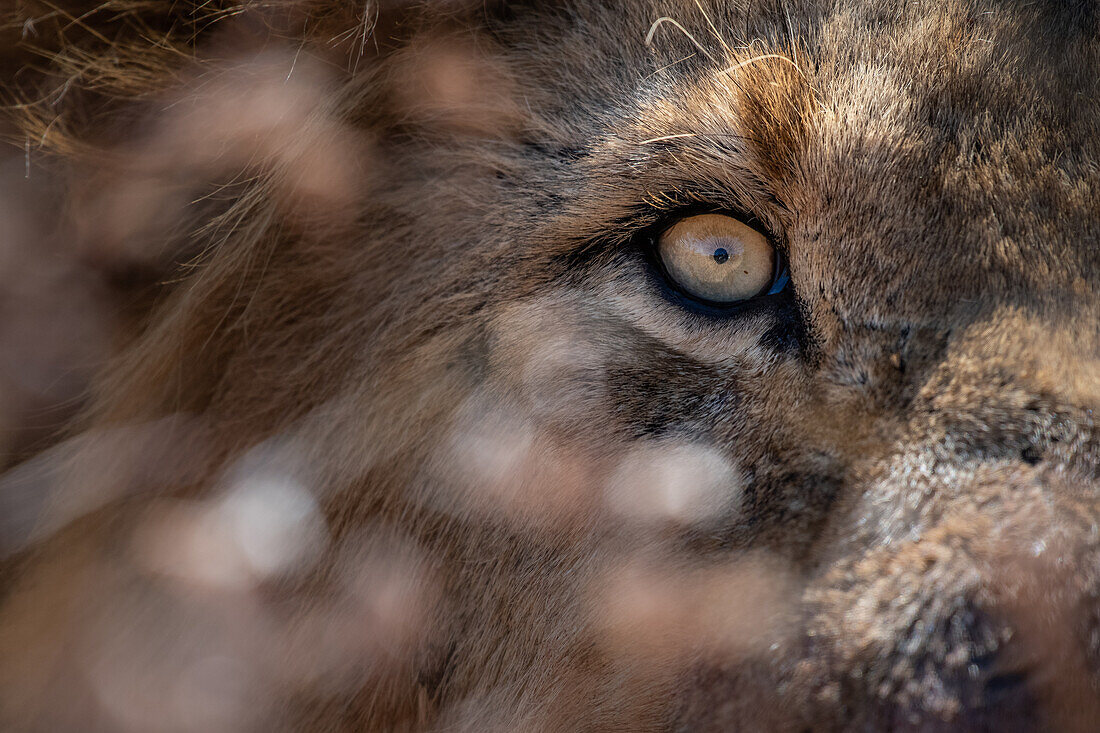 The eye of a lion, Panthera leo