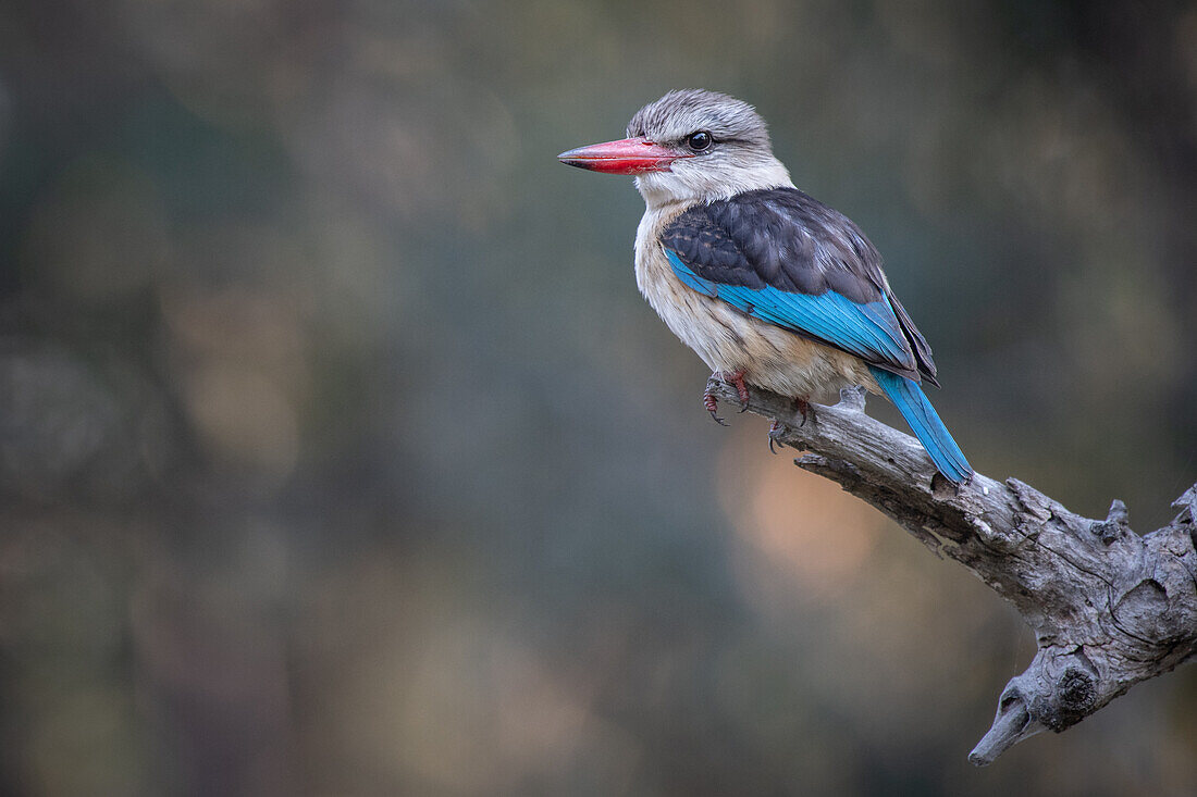 Braunkopfliest, Halcyon albiventris, sitzt auf einem Ast