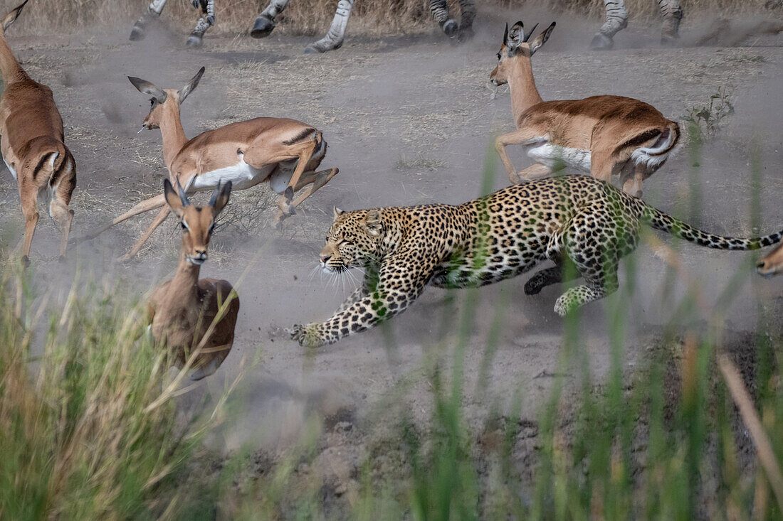 A leopard, Panthera pardus, chases an impala, Aepyceros melampus