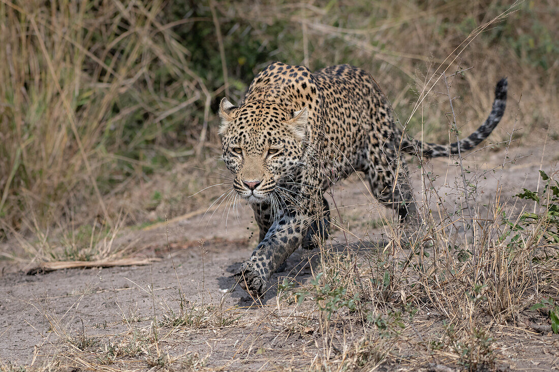 Ein Leopard, Panthera Pardus, Stiele mit schlammigen Beinen