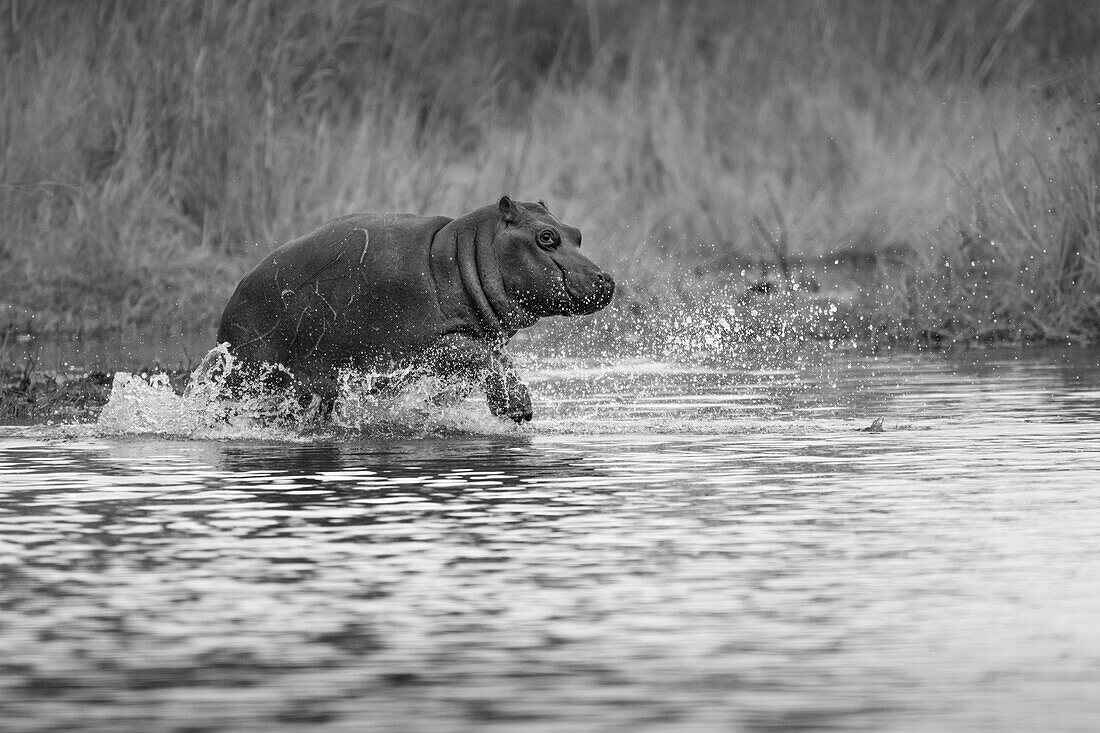 A hippo calf, Hippopotamus amphibius, runs through water,