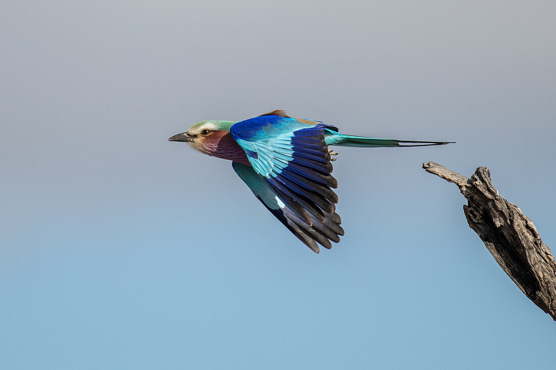 A lilac breasted roller, Coracias caudatus, takes off in flight