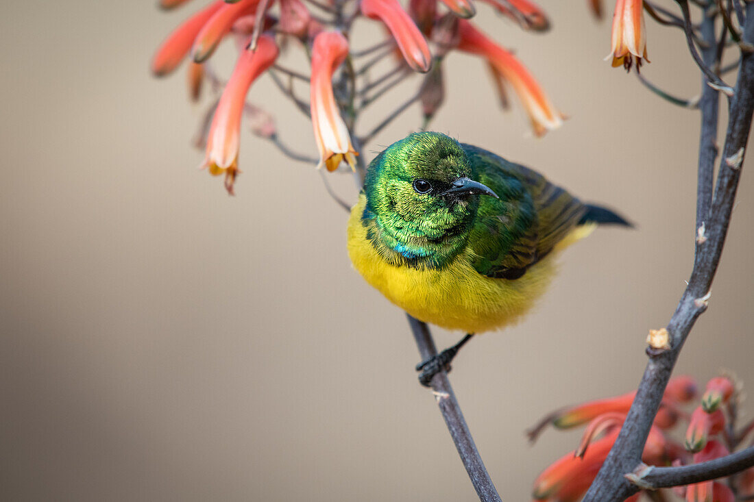 Collared Sunbird, Hedydipna collaris, on an Aloe