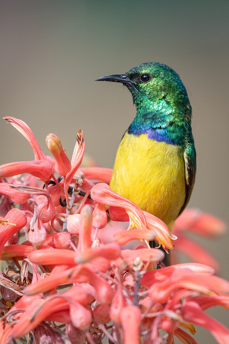 Collared Sunbird, Hedydipna collaris, on an Aloe