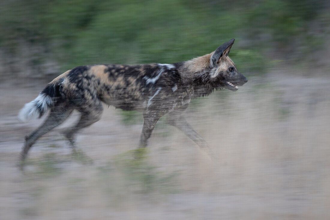 A wild dog, Lycaon pictus, runs through grass, motion blur
