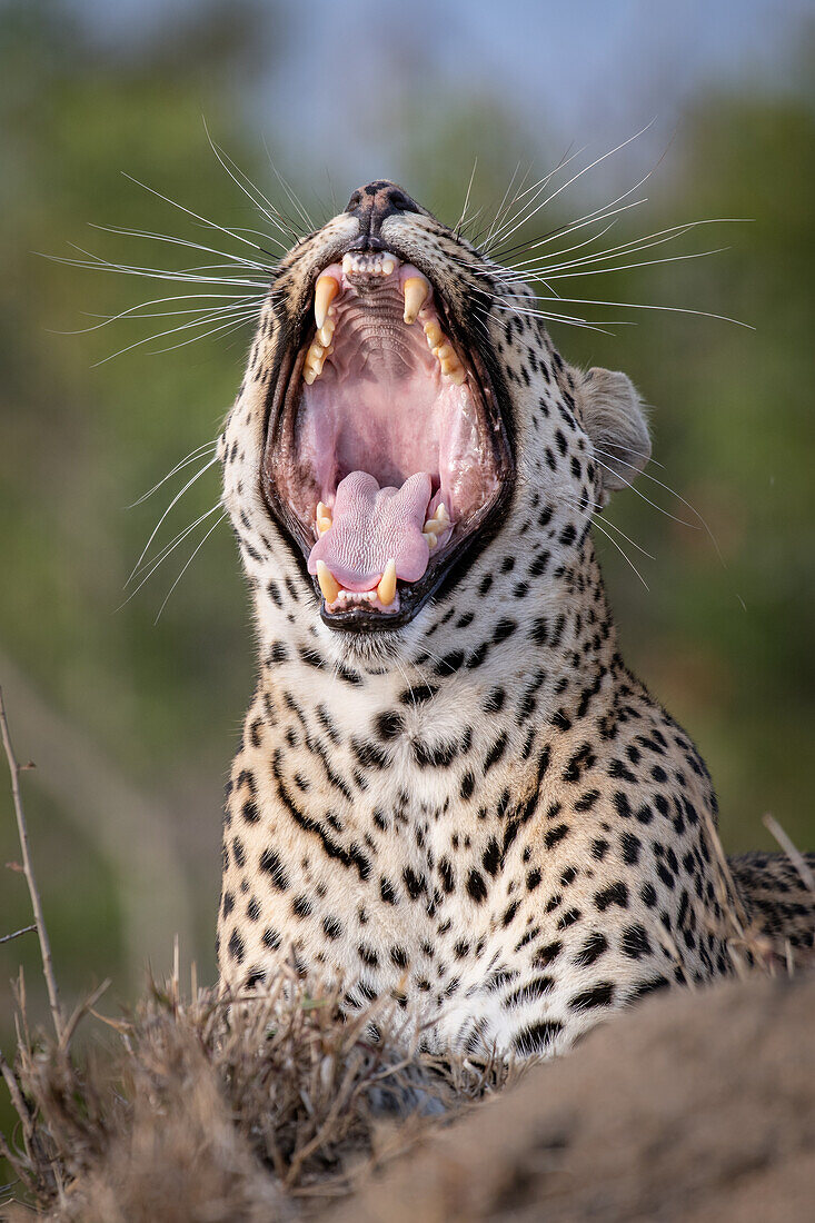 Ein Leopard, Panthera Pardus, gähnt