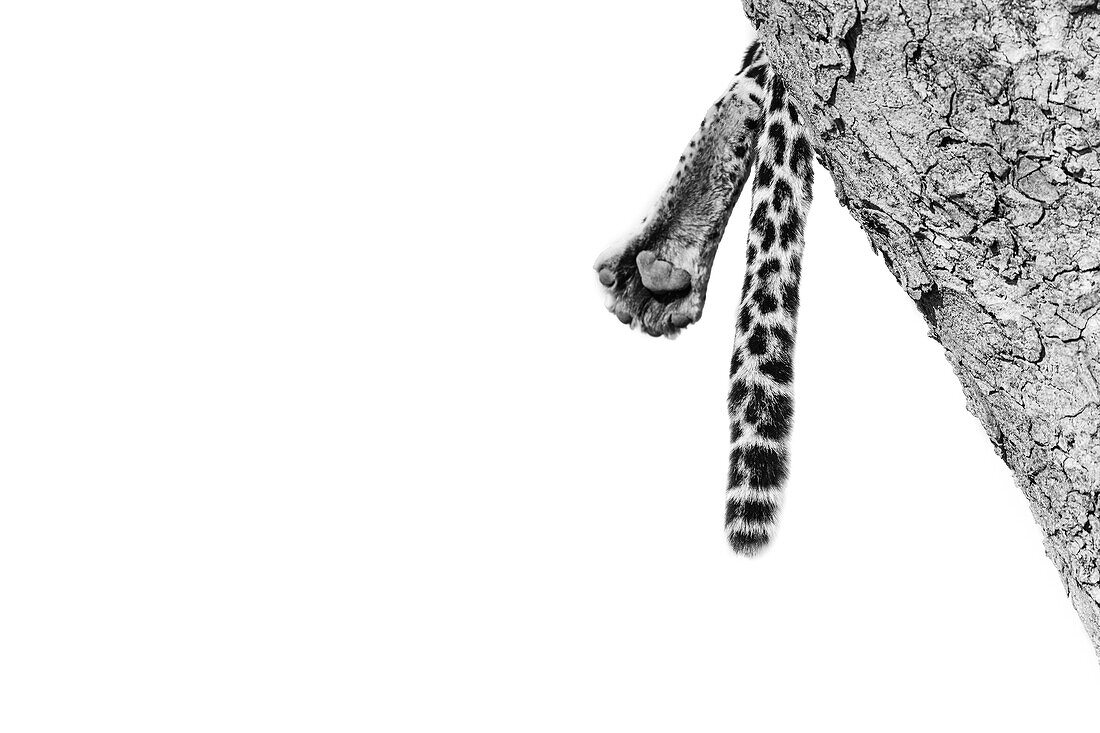 Der Fuß und der Schwanz eines Leoparden, Panthera Pardus,