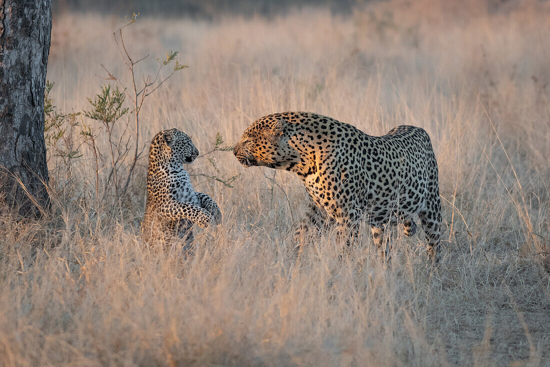 Ein männlicher Leopard, Panthera pardus, betrachtet ein Jungtier, das auf seinen Hinterbeinen aufgerichtet ist