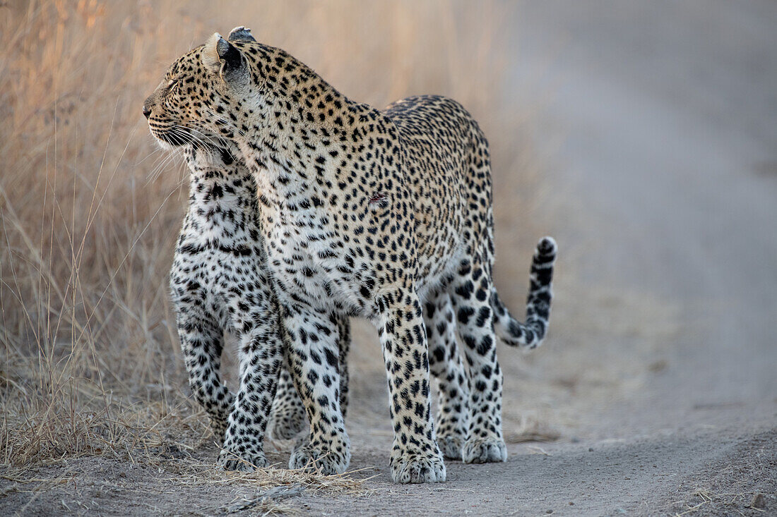 Eine Leopardenmutter und mit Jungtier, Panthera pardus, begrüßen sich