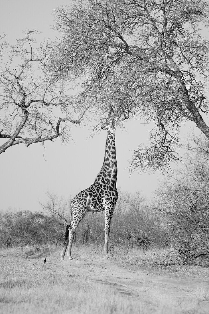 Eine Giraffe, Giraffe Giraffa Plancius, reicht bis zu einem Baum,