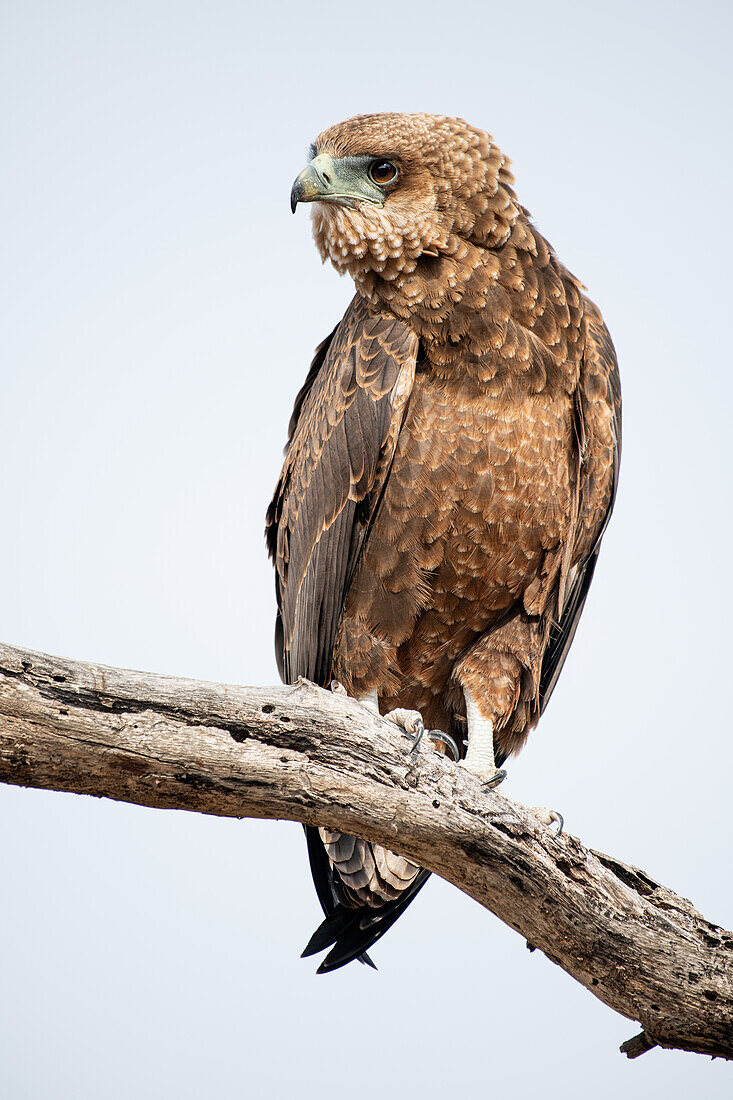 Ein jugendlicher Bateleur, Terathopius ecaudatus, sitzt auf einem Ast