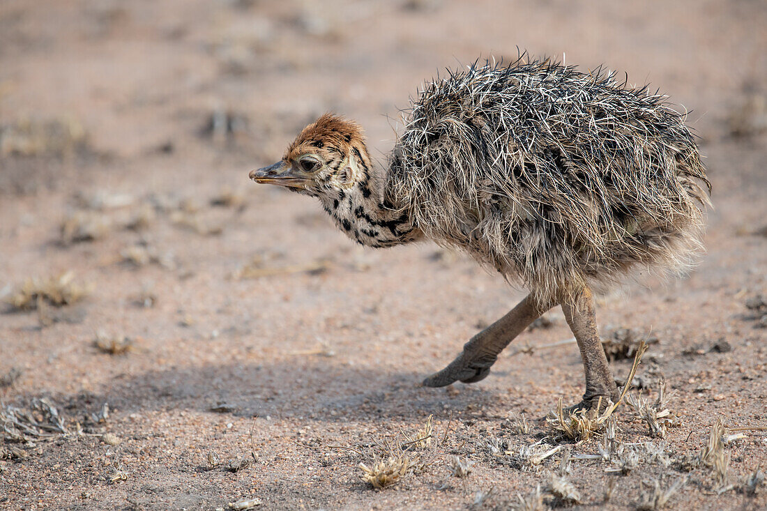 Ein Straußenküken, Struthio Camelus Australis, zu Fuß