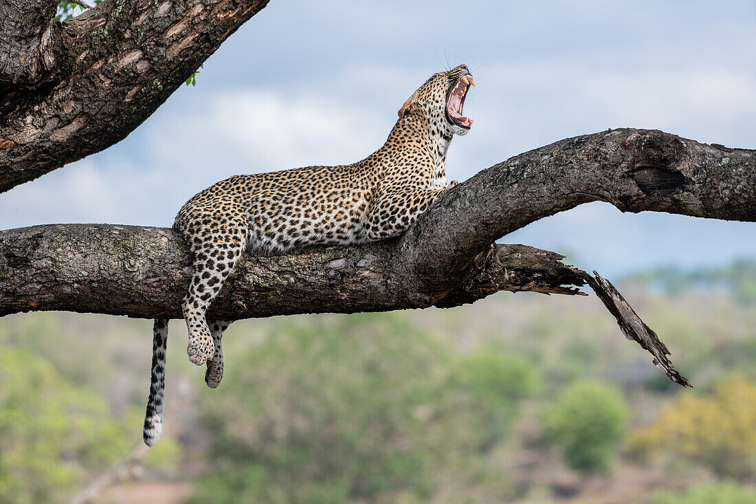 Ein Leopard, Panthera pardus, liegt auf einem Ast in einem Baum und gähnt